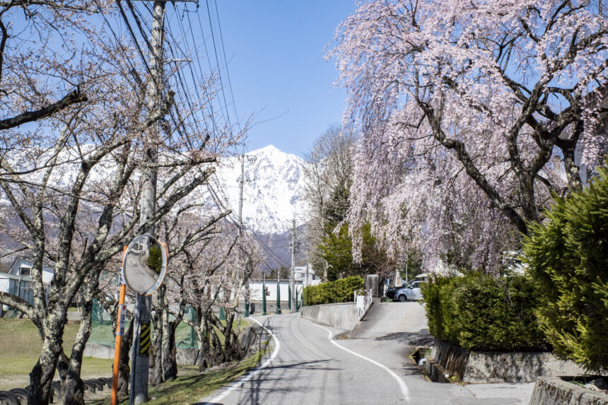 白馬高校前の桜