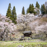 【2023年4月11日】白馬村徹然桜　桜の開花レポート#3