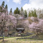 【2024年4月16日】白馬村徹然桜　桜の開花レポート#1