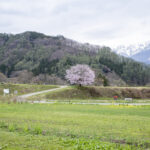 【2024年4月23日】白馬村　桜の開花レポート#3