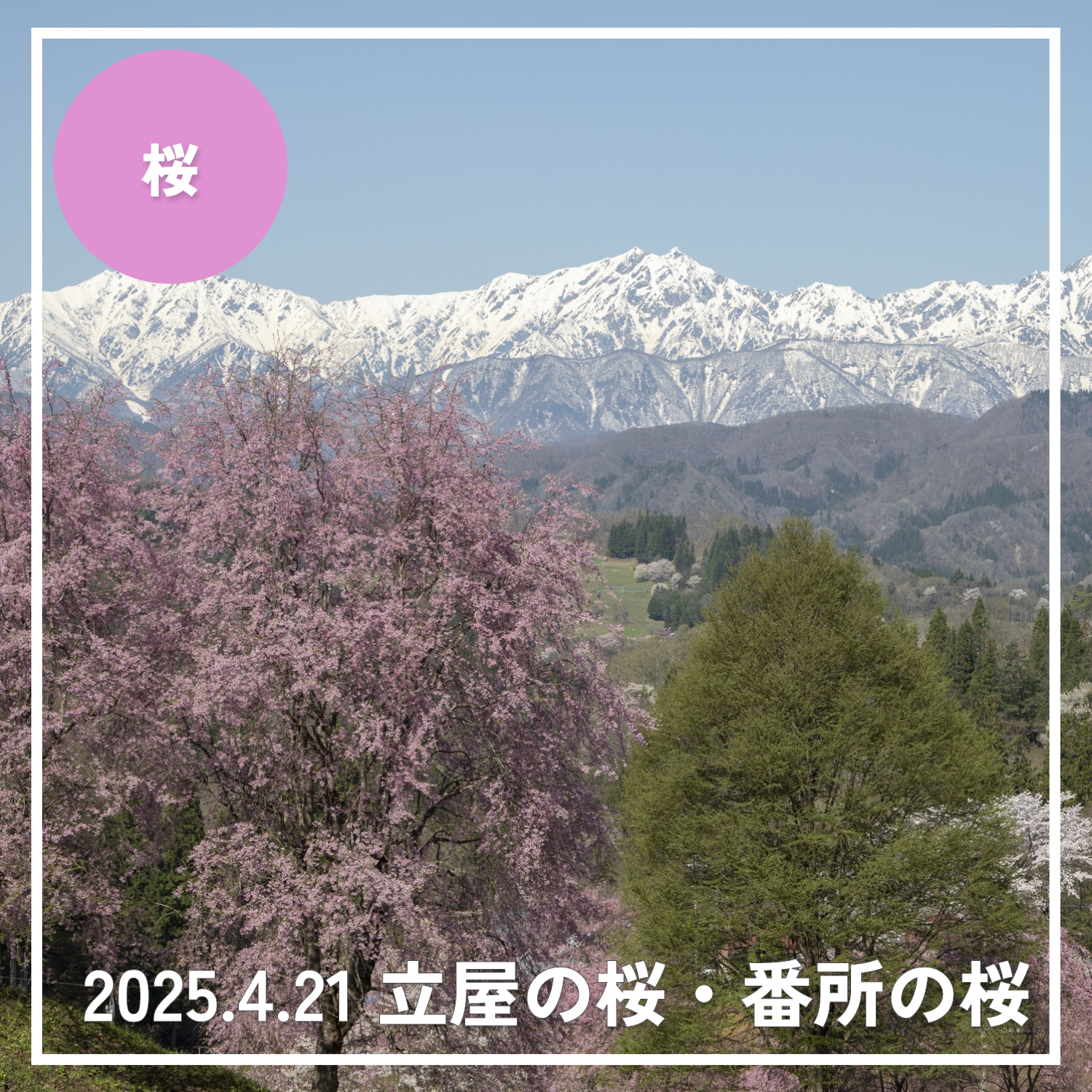 2025年4月21日】白馬エリア 桜の開花レポート#4 - アンテナ白馬 | 白馬