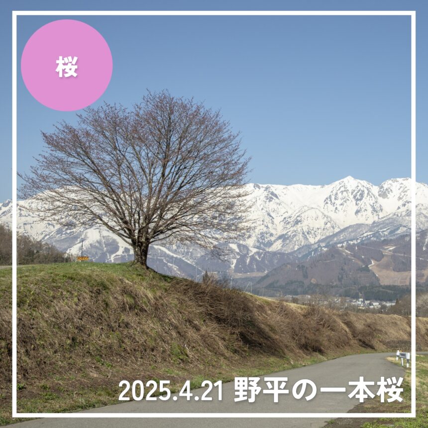 2025.4.21 野平の一本桜