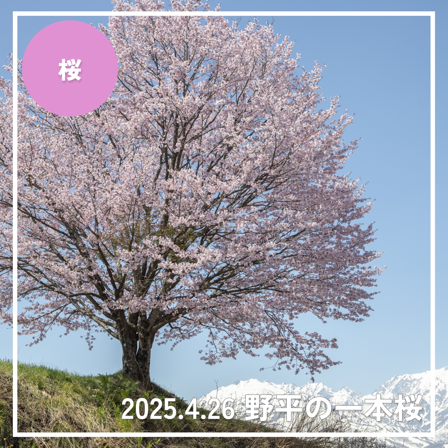 2025年4月26日】白馬エリア 桜の開花レポート#6 - アンテナ白馬 | 白馬