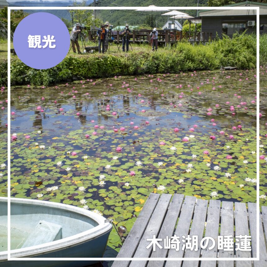 木崎湖の睡蓮