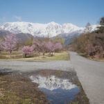 【2026年4月16日】白馬エリア　桜の開花レポート